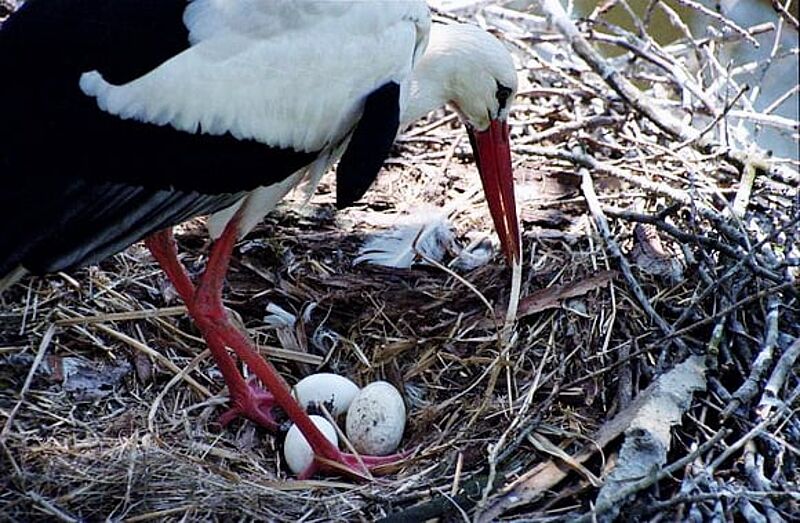 Де живе лелека і чому селиться біля людей
