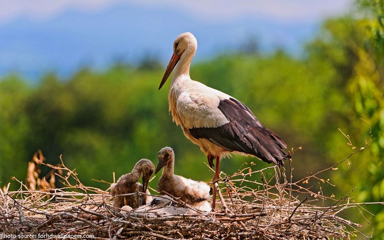 25 цікавих фактів про лелек
